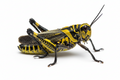 Eastern Lubber Grasshoppers (Romalea microptera)
