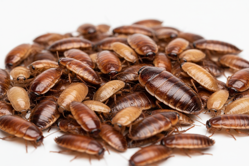 Live Dubia Roaches feeder insects various sizes