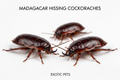 Live Madagascar Hissing Cockroaches