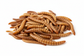 Live Superworms feeder insects various sizes